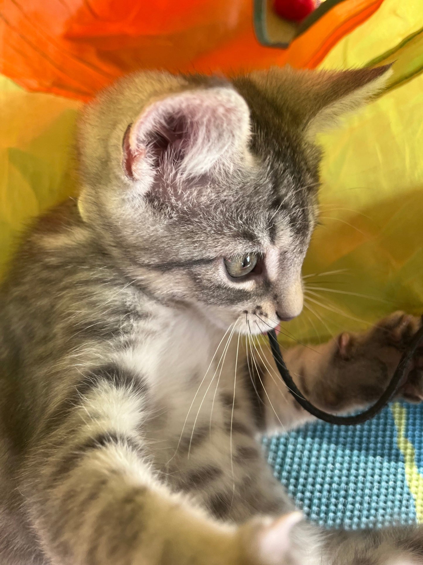 Donation-Kitten Yoga
